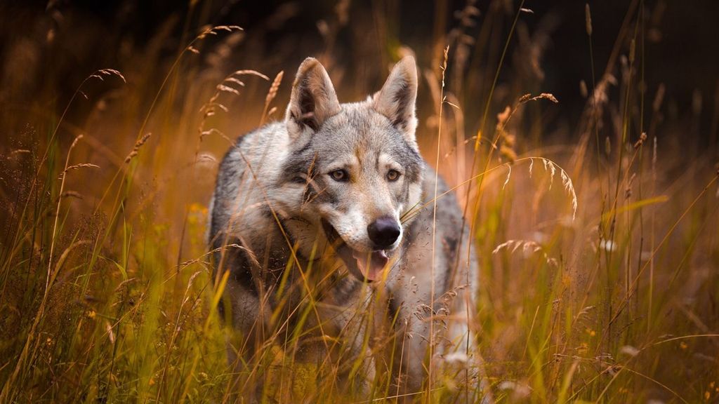Gemeente Nunspeet wil beheermaatregelen wolf