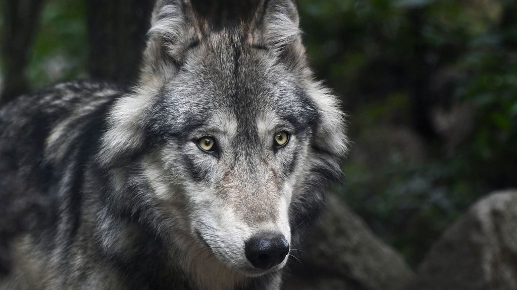Bijeenkomst 'De wolf op de Veluwe' speciaal voor dierhouders