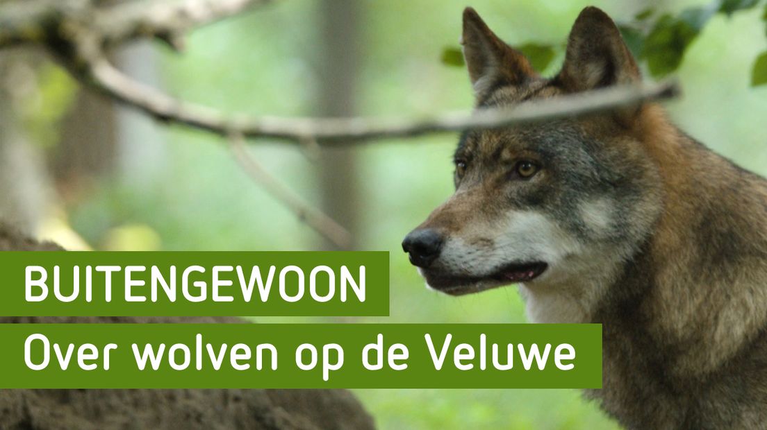 Over wolven op de Veluwe