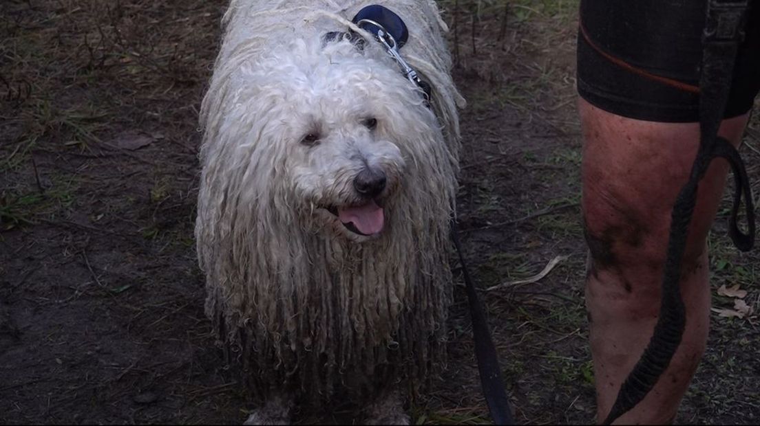 Met je hond door de modder, wie wil dat nou niet?