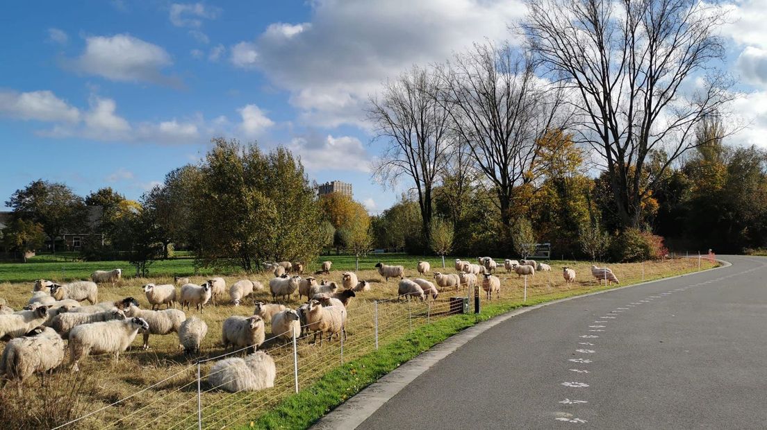 Extra boa in het Máximapark moet schapen behouden