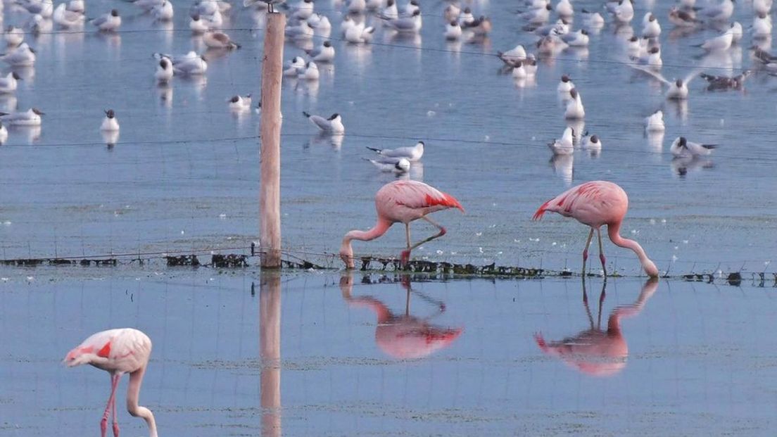 Flamingo's in het Zwillbrocker Ven
