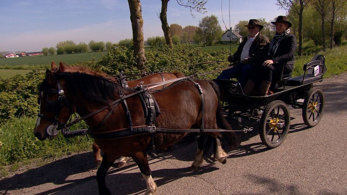 Vier dagen lang te paard langs IJzendijke struinen (video)