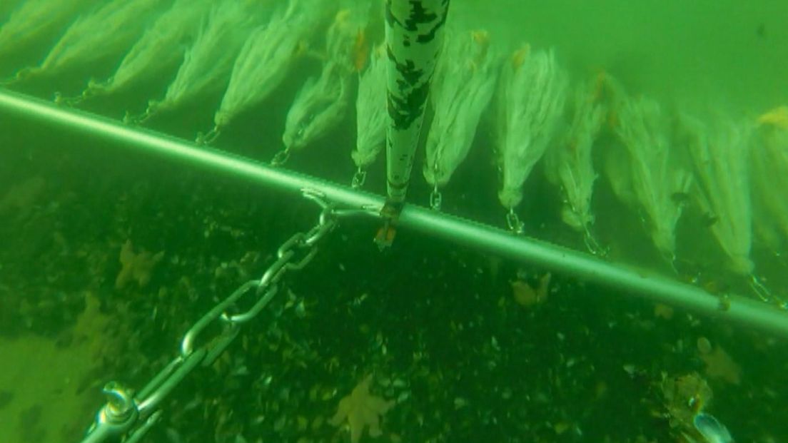 Onderwaterbeelden moeten mossel van zeesterren redden