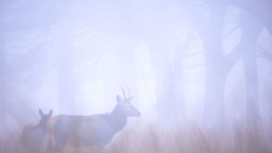 Herten in de mist op de Veluwe.