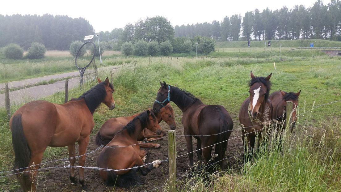 Paarden aan de wandel in Hulst