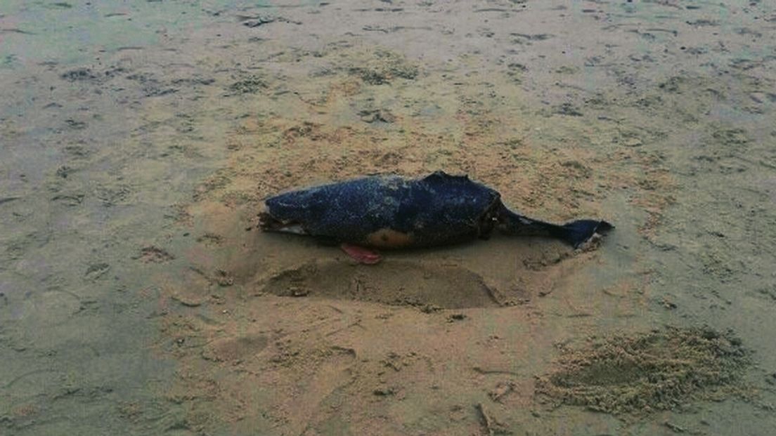 Dode bruinvis op strand bij Westkapelle