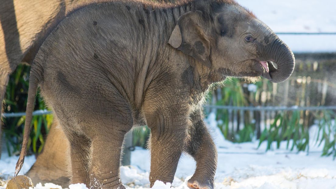 De pasgeboren baby-olifant in Amersfoort.