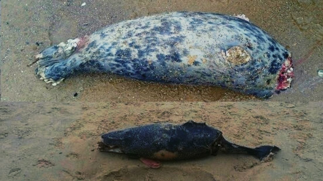 Dode zeehond en bruinvis aangespoeld