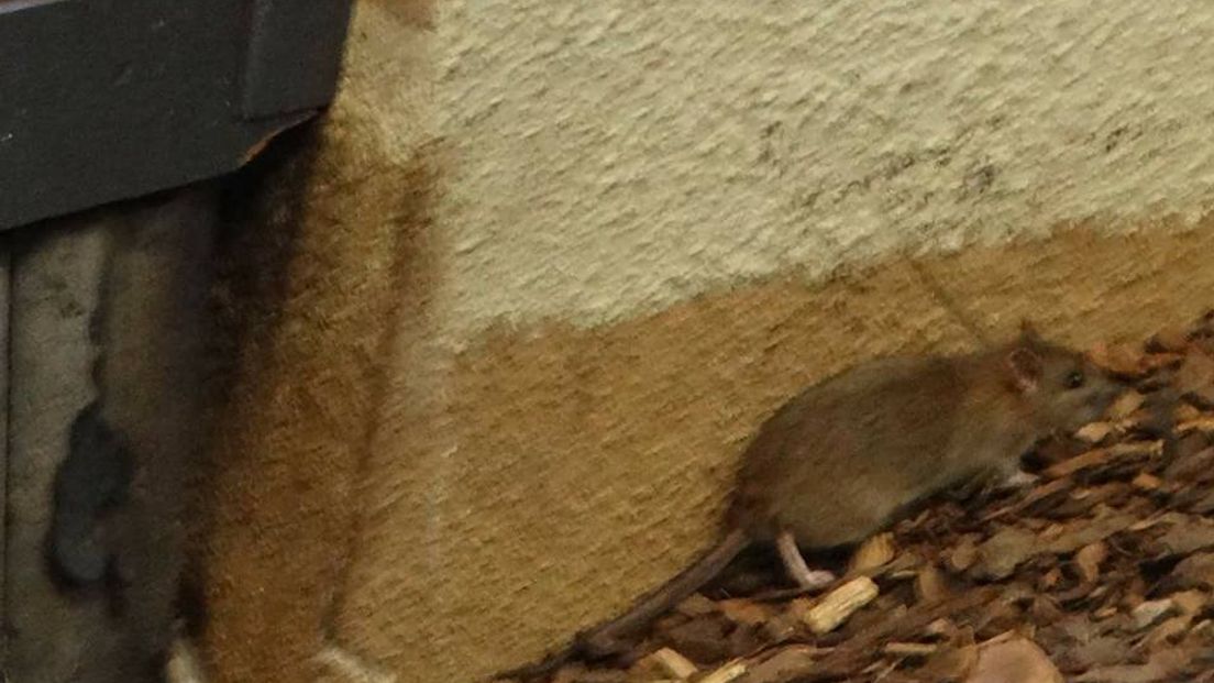 Bewoners van de Arnhemse wijk Het Cranevelt hebben veel last van ratten. En ze wijzen met een beschuldigende vinger naar diertuin Burgers' Zoo.