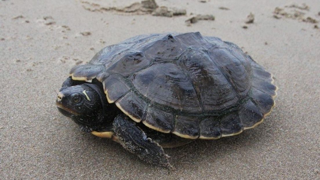 Dode schildpad is de derde in een paar maanden