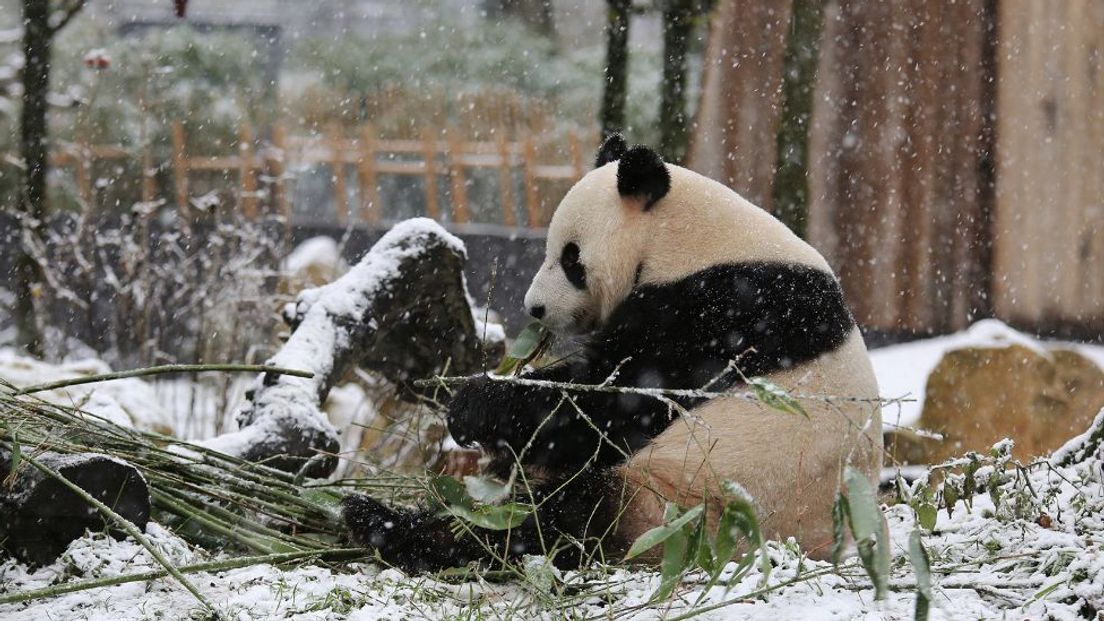 Panda's zagen dit jaar voor het eerst Nederlandse sneeuw.