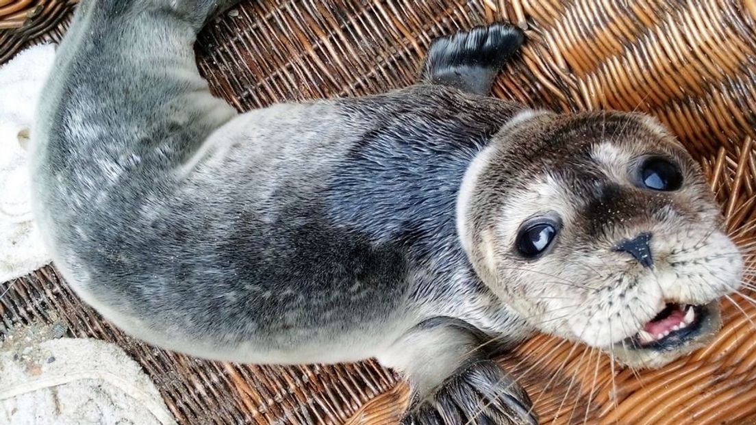Verzwakte zeehond aangespoeld bij Brouwersdam