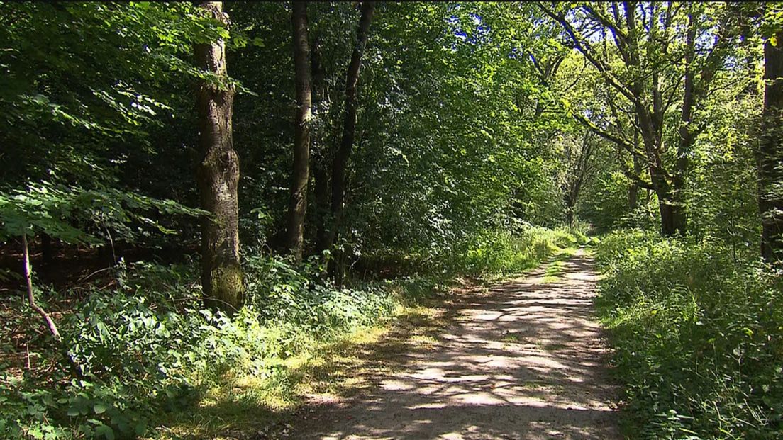 Het stuk bos tussen Schipborg en Anloo waar de vrouw misbruikt werd