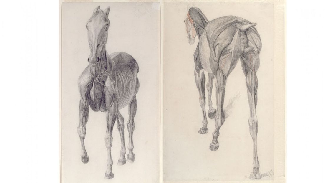 Werktekeningen Anatomische Tabel voor de Spieren van het Paard door George Stubbs | Royal Academy of Arts
