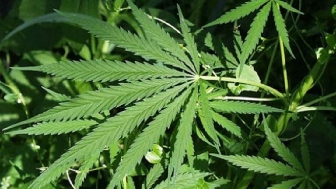 Politie ontdekt wietkwekerij met 576 planten