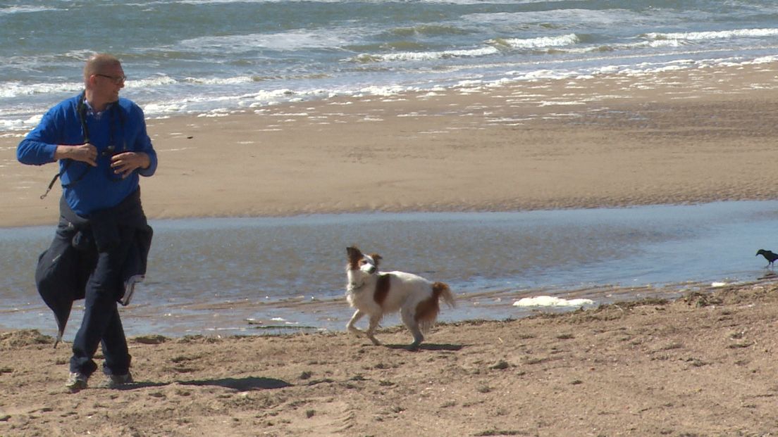 Honden verstoren nesten en poepen op het strand (video)