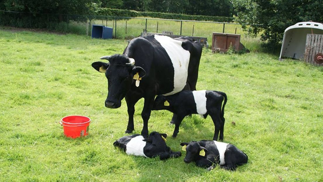 Lakenvelder koe met de drie jonge stiertjes 