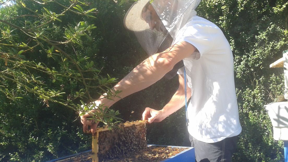 Meer leven door bijen in Wilhelminapolder (video)
