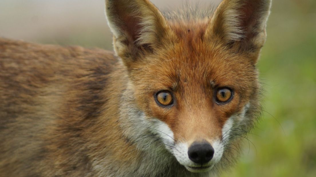 Ook jagers willen in gesprek over vossenbeleid