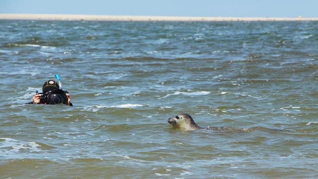 Duikers vrijlating zeehonden Renesse