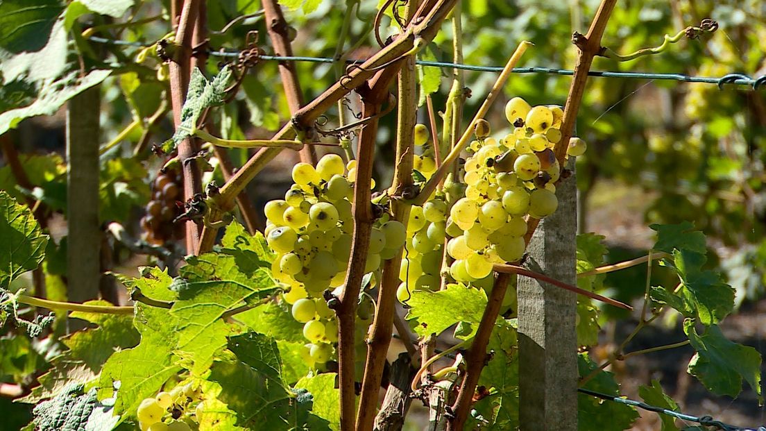 Wijnboeren plukken de vruchten van fraaie nazomer (video)