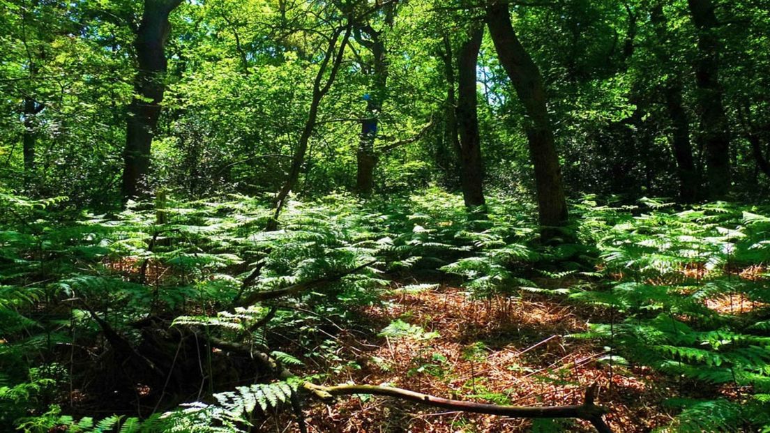 Natura 2000-gebied Liefstinghsbroek in Westerwolde, een van de oudste oerbossen in Nederland