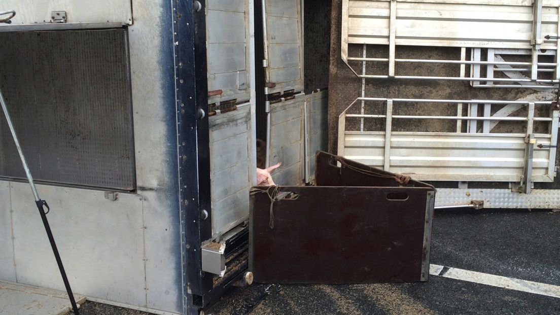 Foto Omroep Zuidplas - A20 vrachtwagen met varkens gekanteld