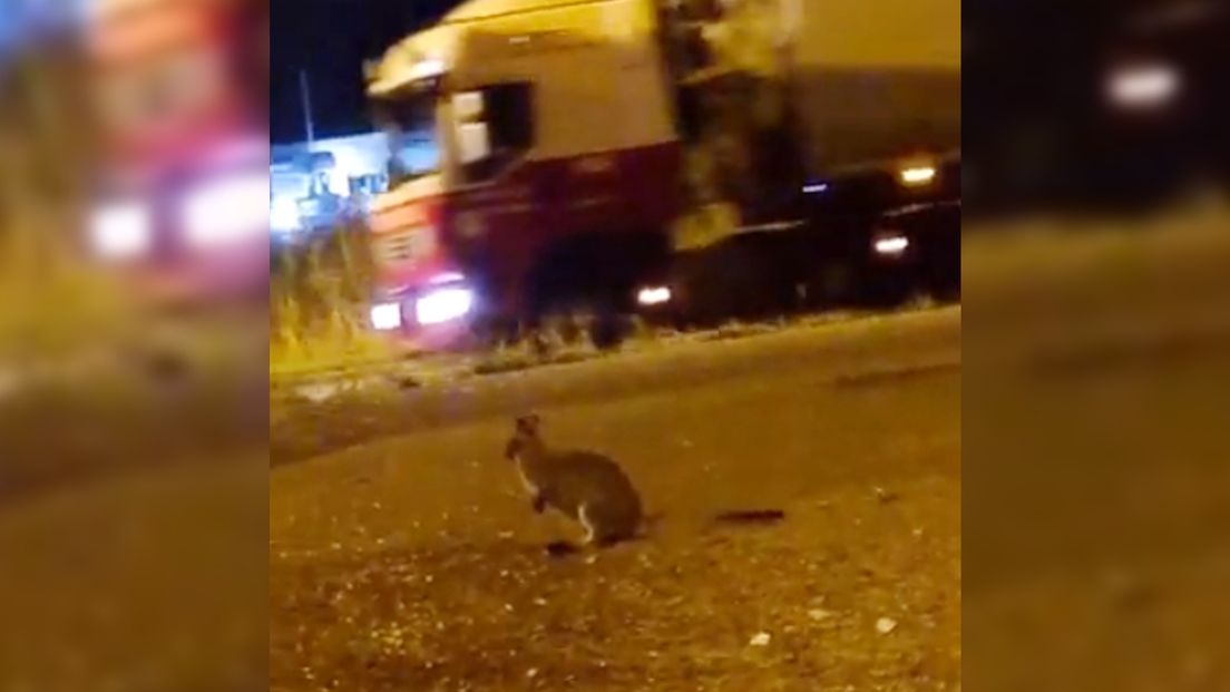 De ontsnapte wallaby bij de westelijke ringweg in Stad