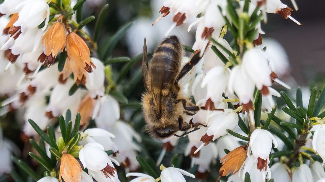 Deze bijen steken hun tong uit voor wiet