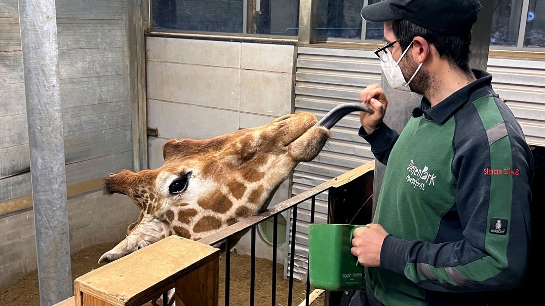Dierverzorger Marc Belt voert de giraffes.