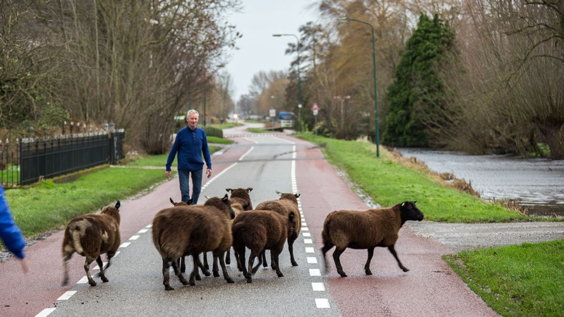 In Kockengen waren schapen ontsnapt nadat het hek was opengewaaid