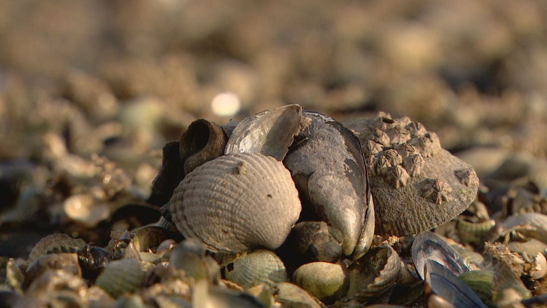 De natuur in de Oosterschelde kan profiteren van de kweek van mosselen op zandbanken