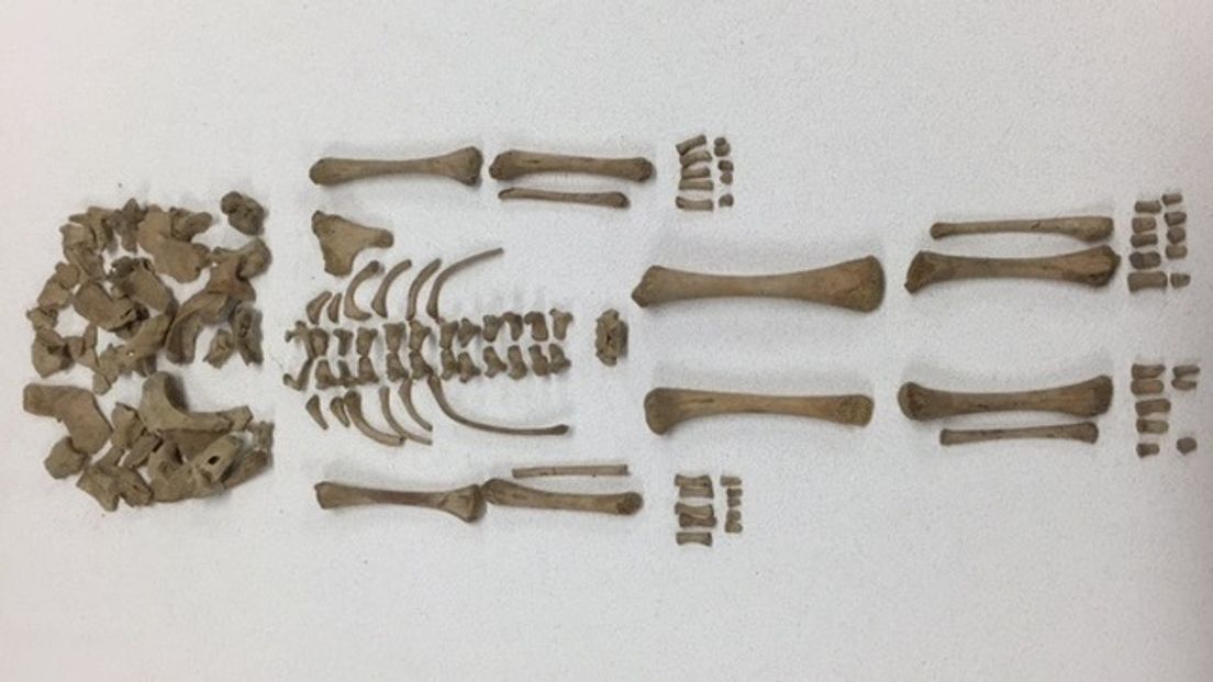 Archeoloog komt skelet baby tegen in doos (video)