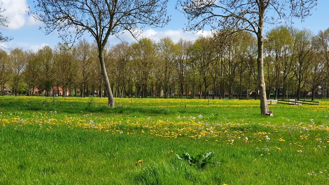 Het grasveld vlakbij de Coendersborg