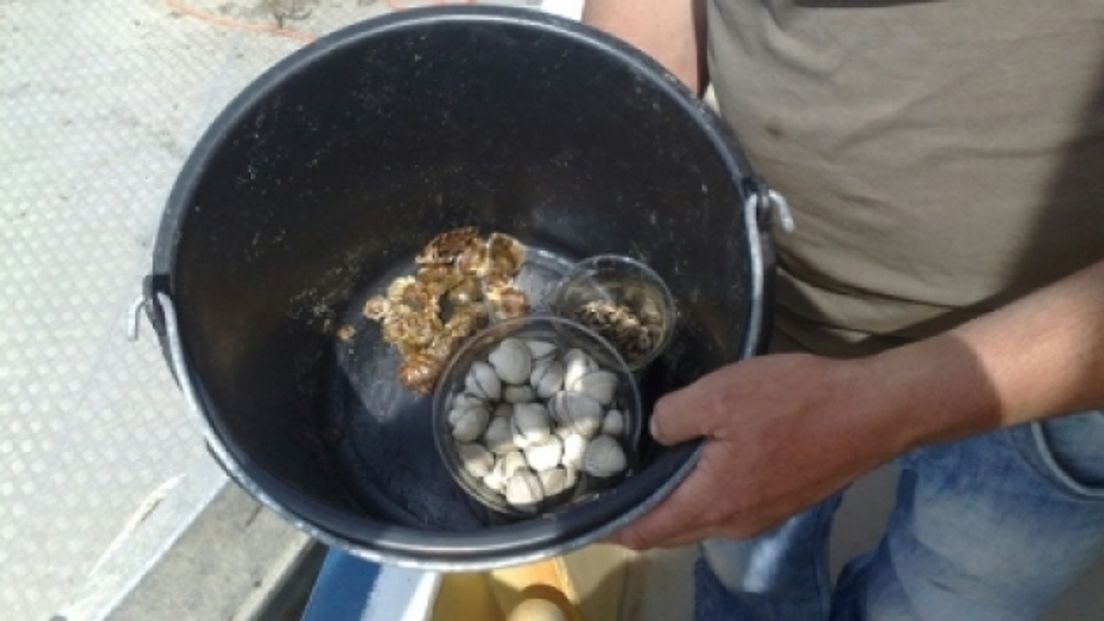 Kwart miljoen om oesterkweek te redden