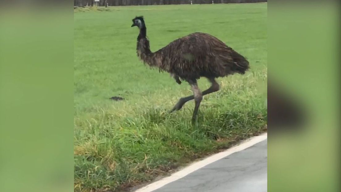 De emoe steekt de weg over.