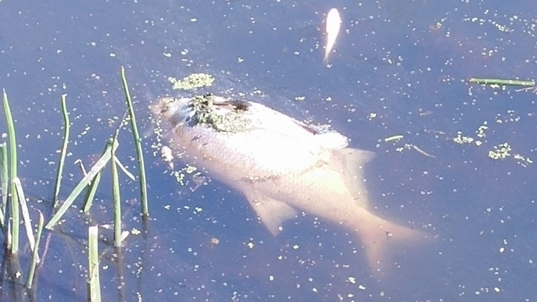 Uit een sloot aan de Weithusen in Culemborg zijn de afgelopen dagen honderden dode vissen opgevist. Er zit namelijk te weinig zuurstof in de sloot.