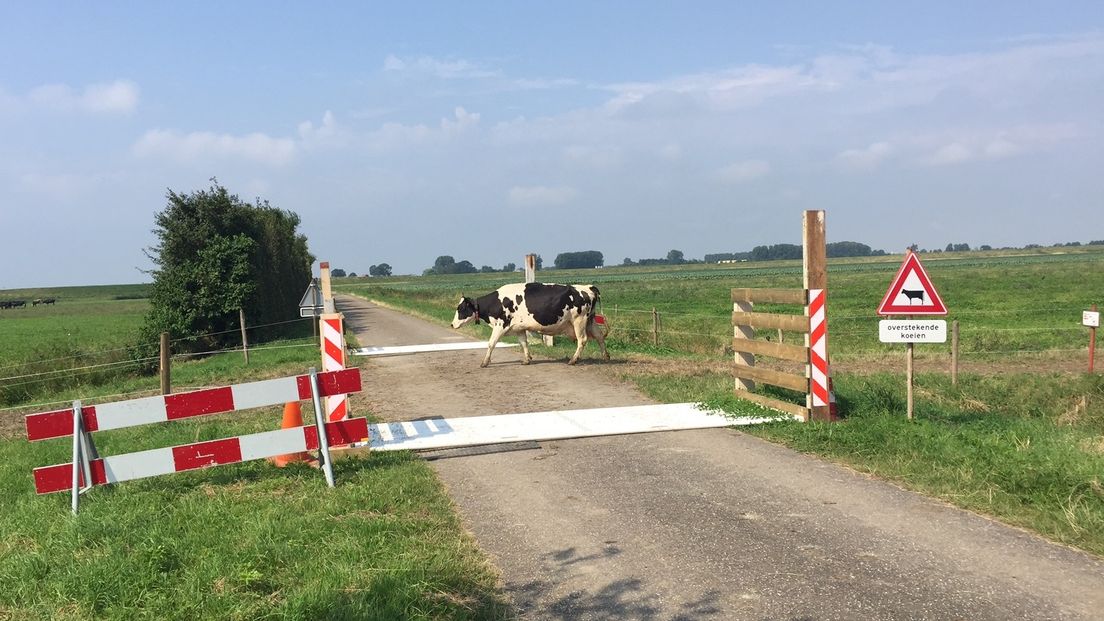 Boer haalt boos koeienoversteekplaats weg (video)