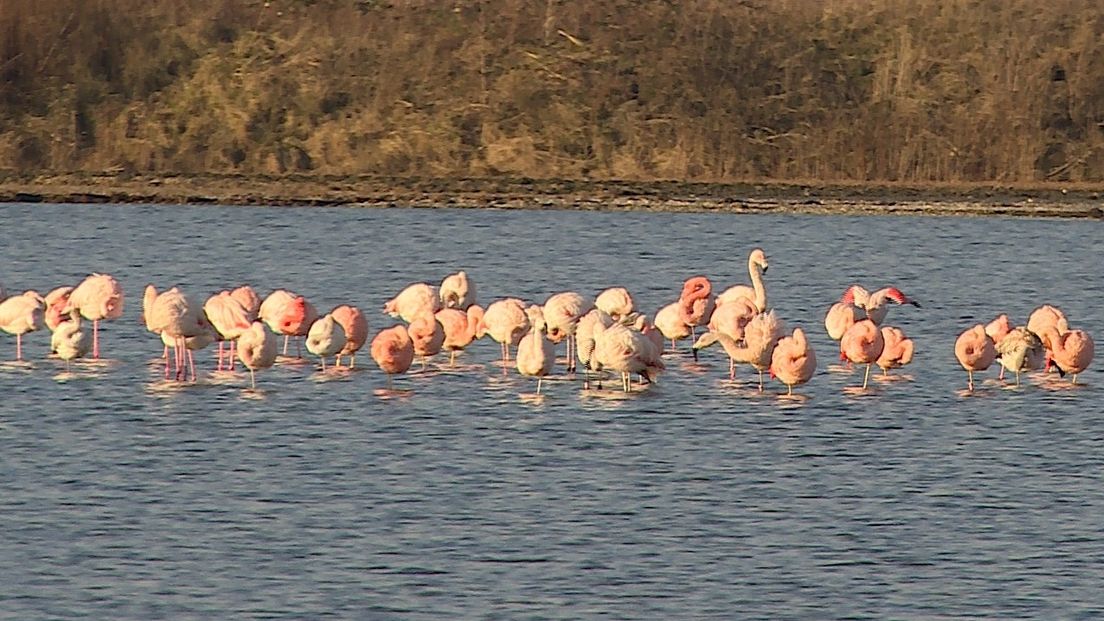 Flamingo's overwinteren weer in Grevelingenmeer (video)