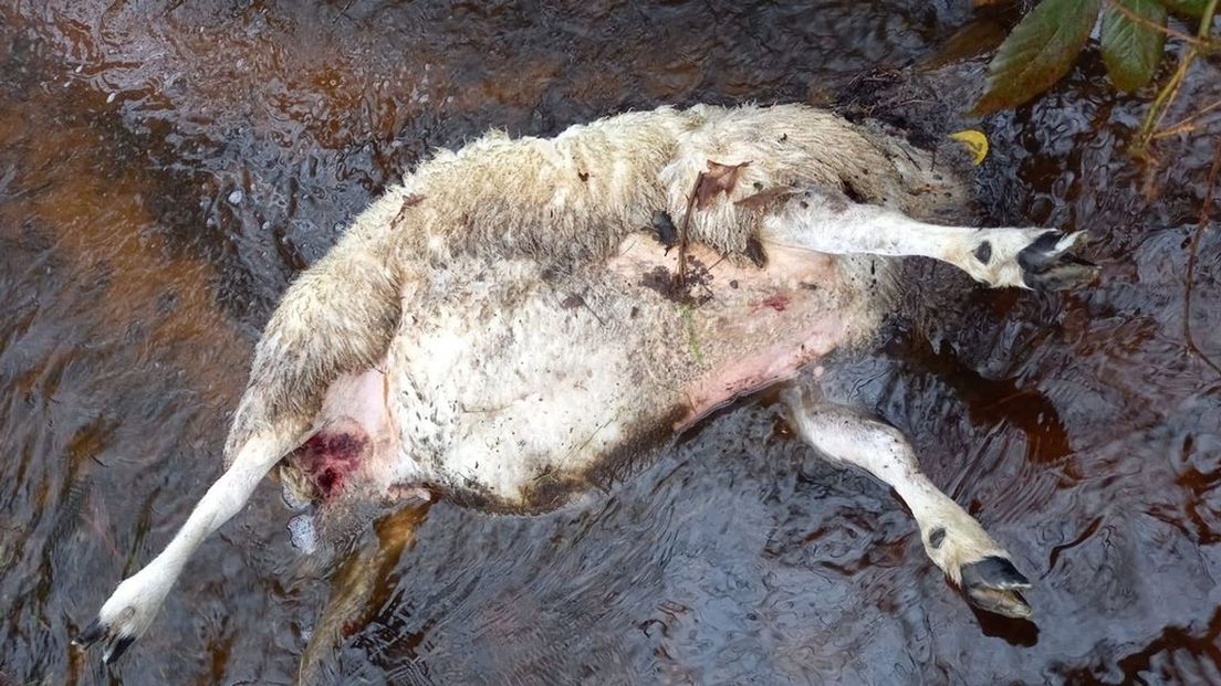 Een van de gedode schapen in Putten.
