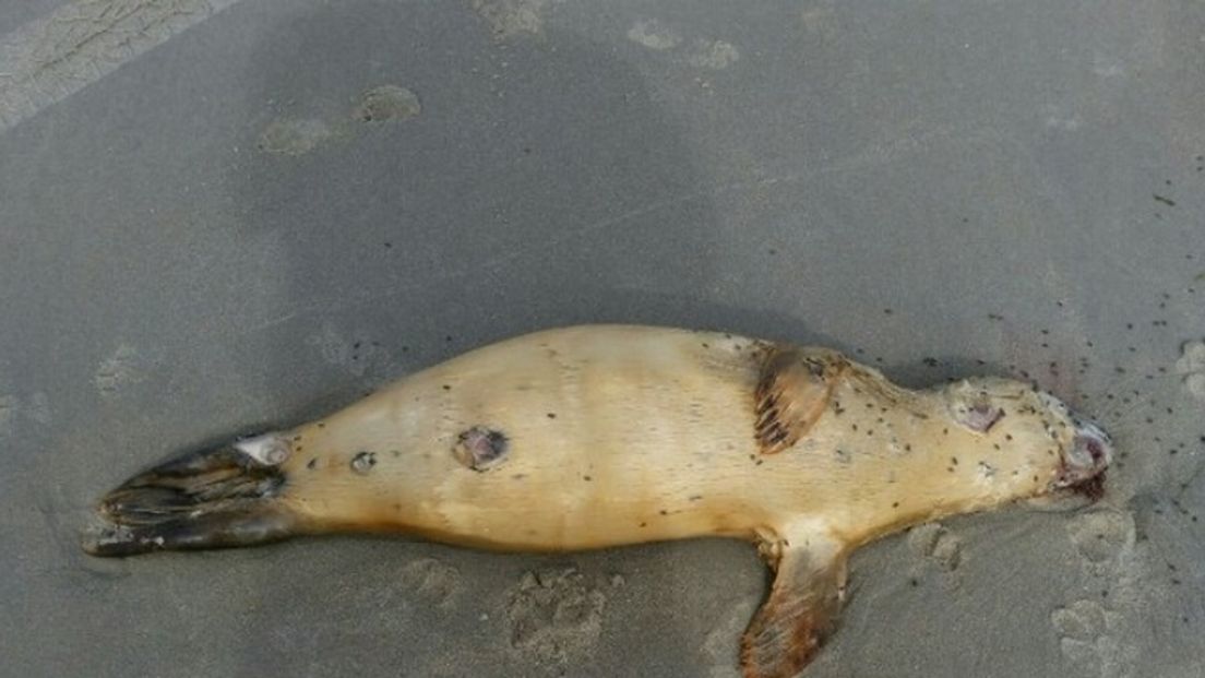 Mysterieus gat in gehemelte bij zeehondenpups
