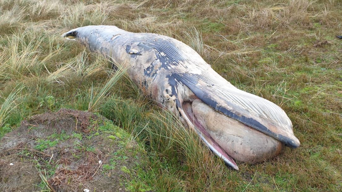 De dode dwergvinvis op Rottumerplaat, eind 2020
