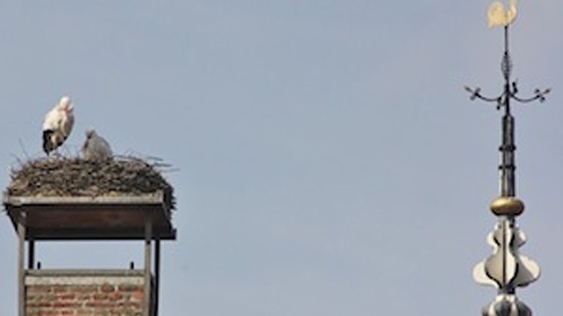 Het nest op het stadhuis in Oudewater
