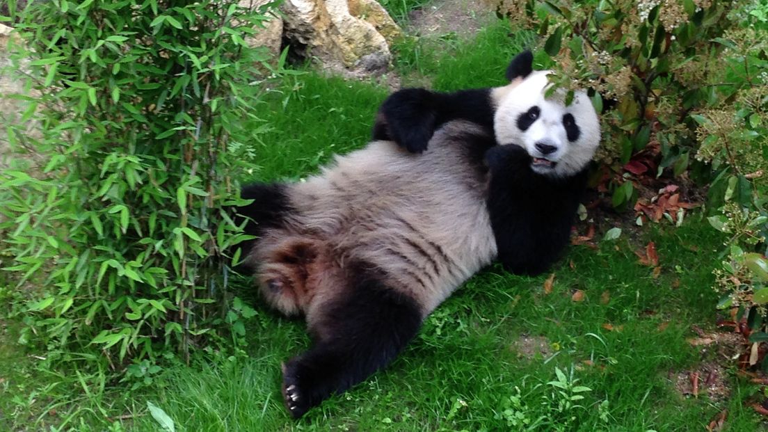 Panda Wu Wen houdt van de frisse lucht.