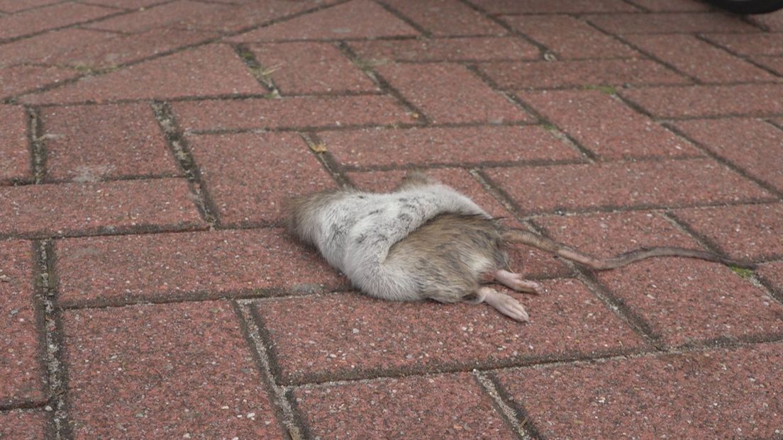 Regelmatig zien mensen dode of levende ratten op straat I