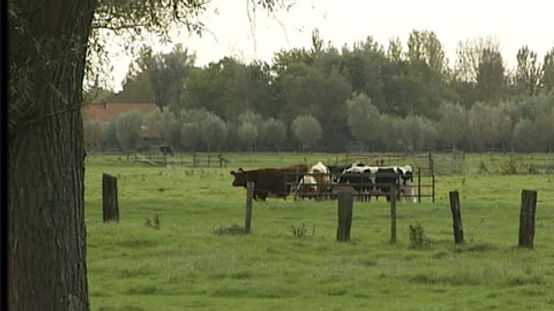 De weilanden bij Voorschoten waar mogelijk de Rijnlandroute doorheen gaat lopen.