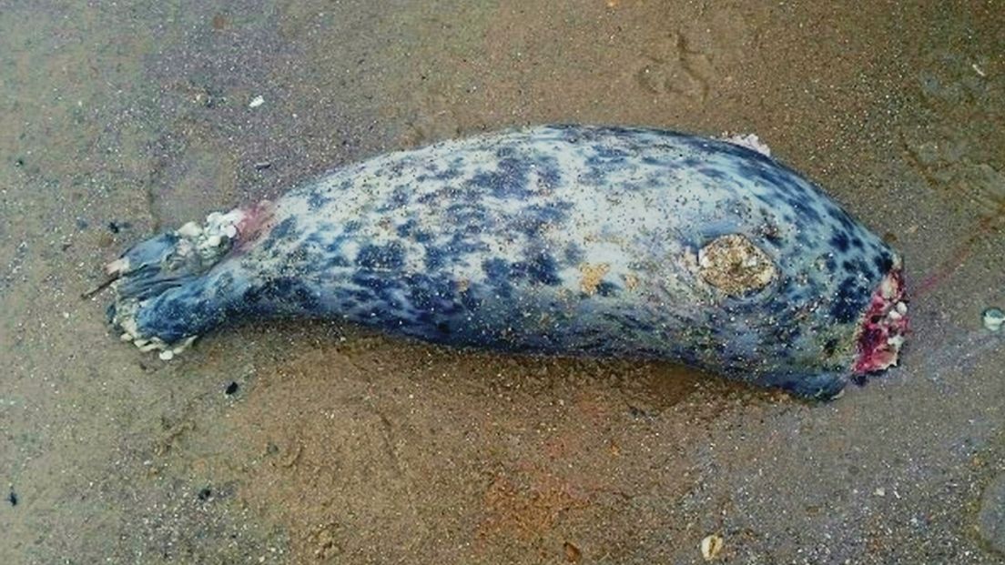 Dode grijze zeehond op strand bij Zoutelande