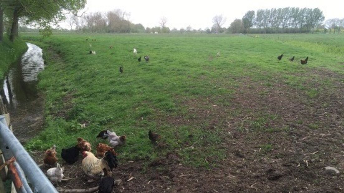 Niet één, niet twee, maar ruim dertig kippen zijn zaterdag scharrelend aangetroffen in een weiland in Acquoy. De politie gaat ervan uit dat de dieren daar door hun eigenaar zijn gedumpt.