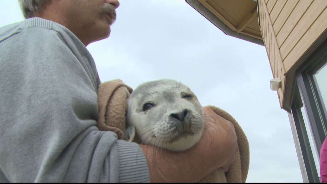 Weer zeehondenpup aan land gebracht (video)